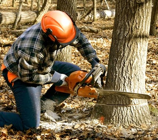 Tree Removal in Bigelow, MN